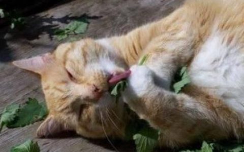 怎么让猫吃猫草,猫吃猫草