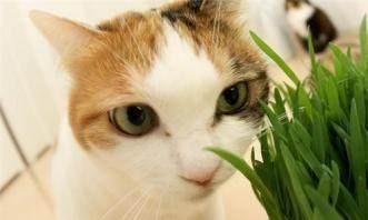 怎么让猫吃猫草,猫吃猫草图3