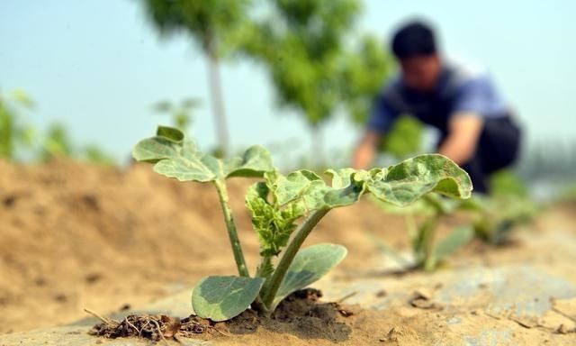 西瓜种植土壤要求(西瓜阴天可以撒硫磺粉吗)图5