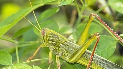 蝗虫好吃不好吃(蝗虫怎么做好吃教程)图10