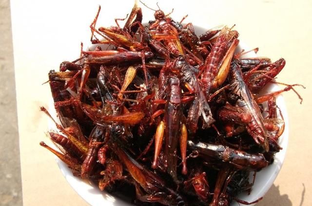 蝗虫好吃不好吃(蝗虫怎么做好吃教程)图12