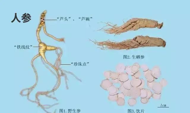 每天学习一味中药——人参