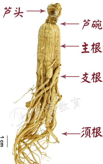 每天学习一味中药——人参