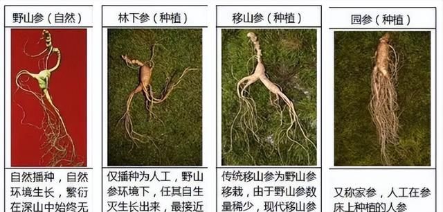 每天学习一味中药——人参