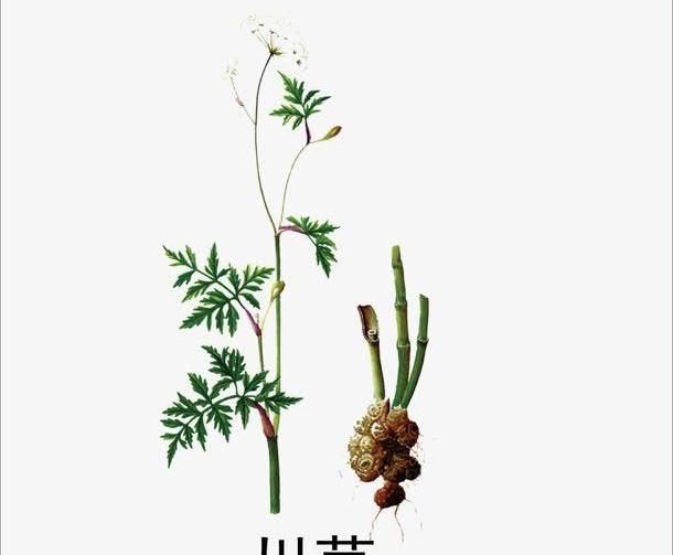 《中医实战笔记》头痛要药：川芎的功效与应用