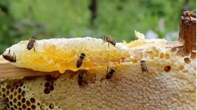 新鲜的蜂蜜需要处理了才能吃吗图5