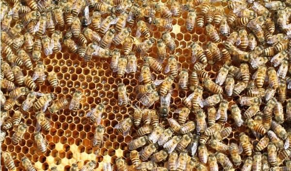 新鲜的蜂蜜需要处理了才能吃吗图8