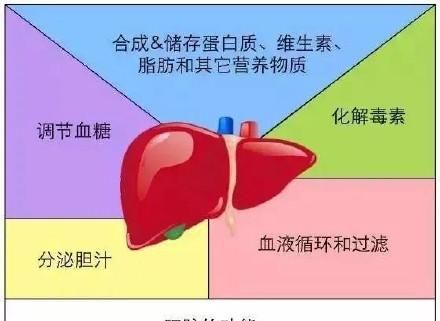 一起了解肝脏的生理功能