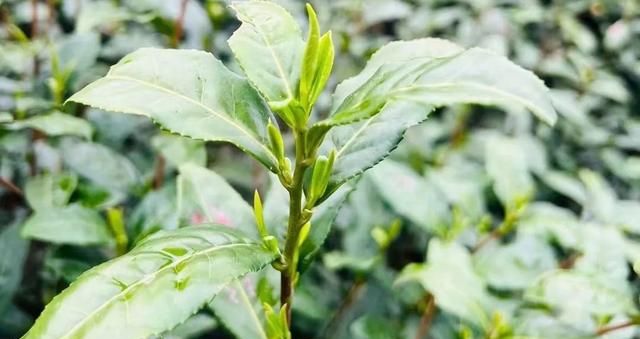 咖啡+茶，好处意料之外！死亡风险下降22%，中风风险下降32%！