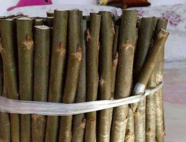 柳树枝泡水老枝好还是新枝好呢(柳树枝在什么季节泡水有效果)图1