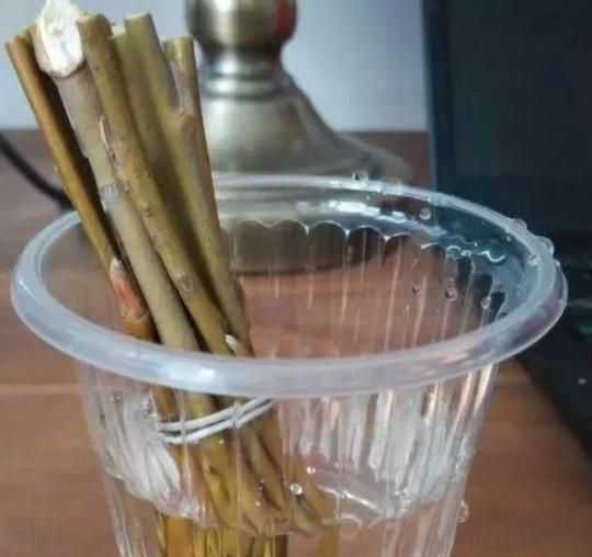 柳树枝泡水老枝好还是新枝好呢(柳树枝在什么季节泡水有效果)图2