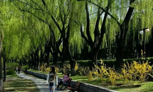 柳树枝泡水老枝好还是新枝好呢(柳树枝在什么季节泡水有效果)图3