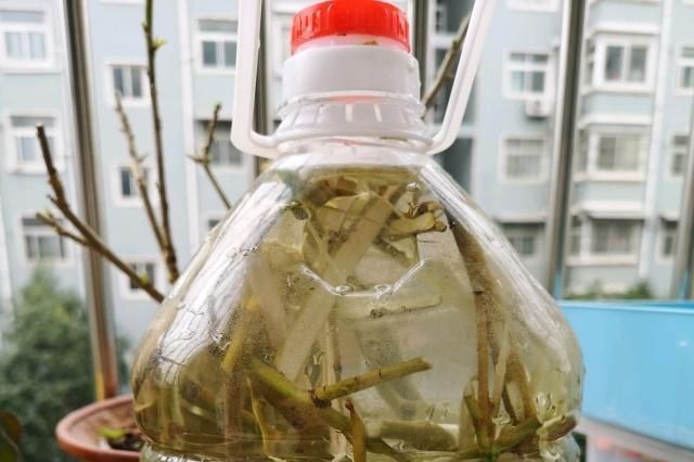 柳树枝泡水老枝好还是新枝好呢(柳树枝在什么季节泡水有效果)图5