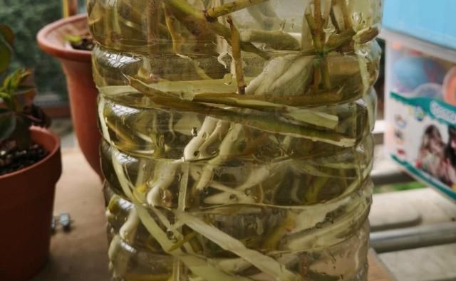 柳树枝泡水老枝好还是新枝好呢(柳树枝在什么季节泡水有效果)图6