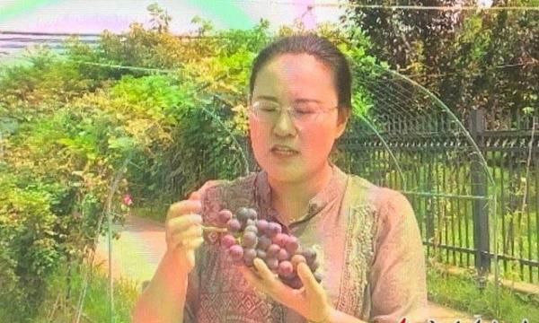 记者调查：葡萄有毒？不要再让“谣言伤农”