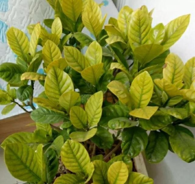 喜欢“铁”的植物，加点硫酸亚铁，黄叶变绿，植株越长越旺
