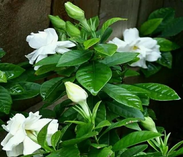 喜欢“铁”的植物，加点硫酸亚铁，黄叶变绿，植株越长越旺