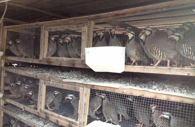 鹧鸪滋补开胃潜力巨大，日常饲养五类饲料注意脱毒和喂量