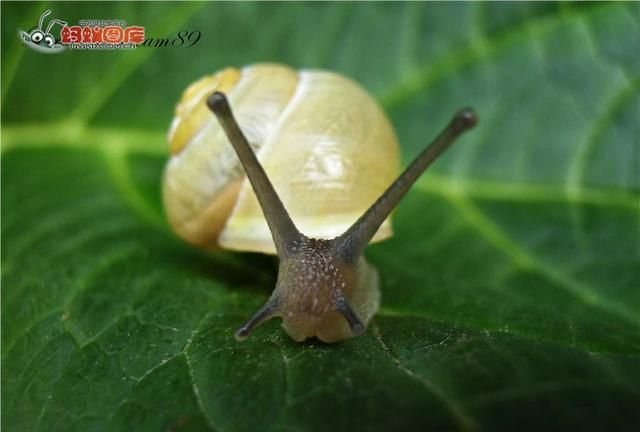 蜗牛吃什么(蜗牛吃什么才能养活)图1