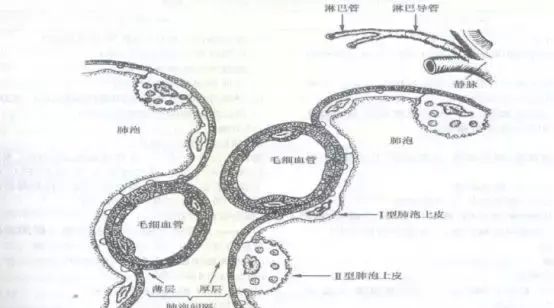 带你了解新冠肺炎肺纤维化