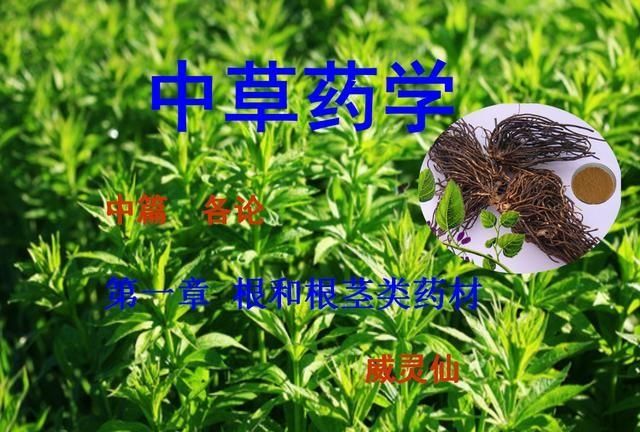 根茎类药材威灵仙，主治风湿性痛，腰膝痛，骨哽咽喉效果好