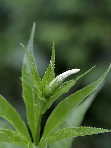 根茎类药材威灵仙，主治风湿性痛，腰膝痛，骨哽咽喉效果好