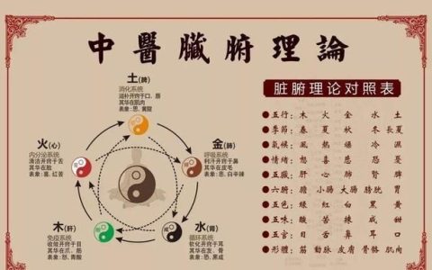 肾脏可以起到什么作用和功能