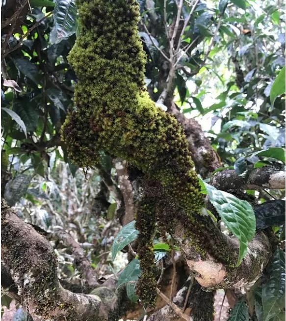 茶树上的青苔影响茶叶产量吗,茶树上长青苔用什么药能灭掉图1