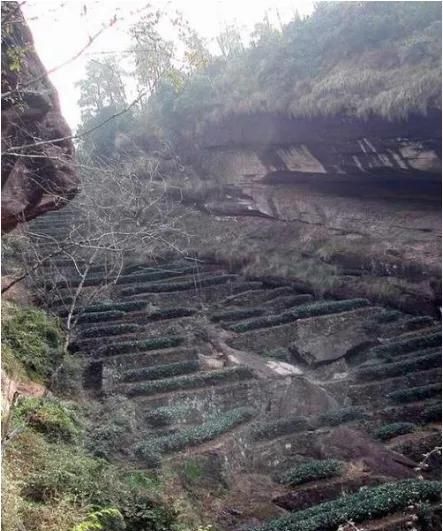 茶树上的青苔影响茶叶产量吗,茶树上长青苔用什么药能灭掉图4