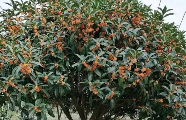 桂花可以食用吗图3