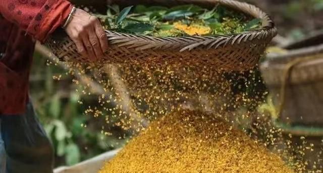 桂花可以食用吗图6