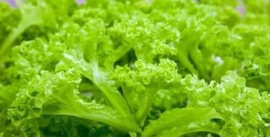 生菜生吃是苦的还是甜的图1