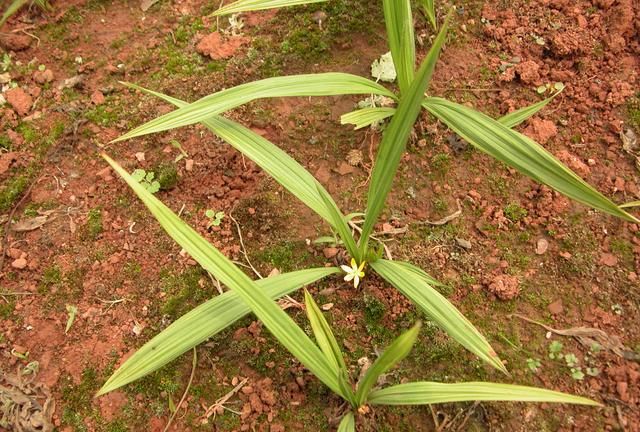 常被偷偷采挖，野外已经不多了，记得好好珍惜，俗称“仙茅”