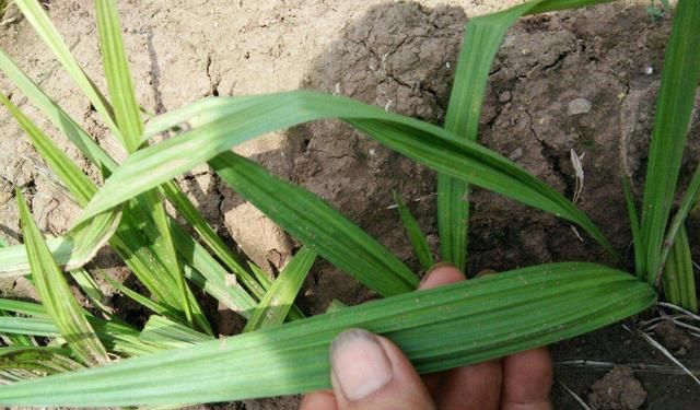 常被偷偷采挖，野外已经不多了，记得好好珍惜，俗称“仙茅”