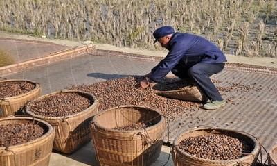 茶籽油的种子可以直接种植吗?需要注意什么图3