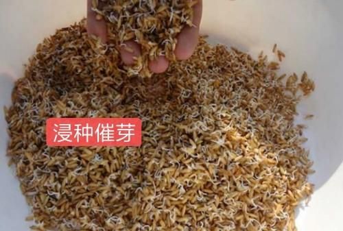 如何栽种优质高产糯稻,高产的粳型糯稻新品种图2