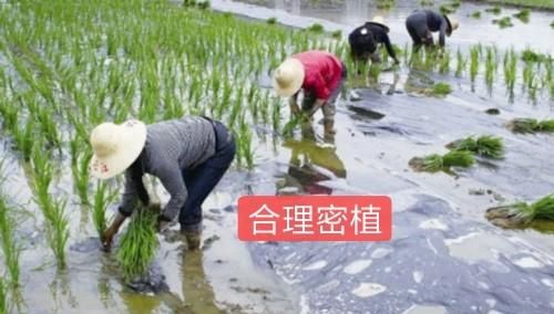 如何栽种优质高产糯稻,高产的粳型糯稻新品种图3
