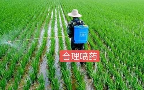 如何栽种优质高产糯稻,高产的粳型糯稻新品种图4