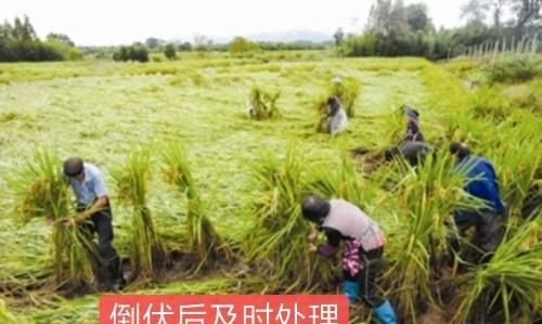 如何栽种优质高产糯稻,高产的粳型糯稻新品种图5