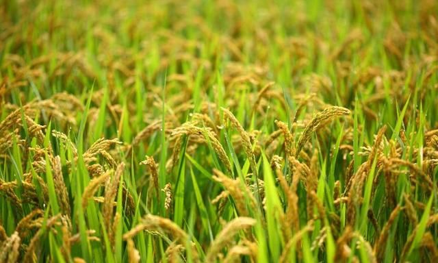 如何栽种优质高产糯稻,高产的粳型糯稻新品种图7