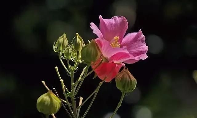 摄影木芙蓉咋拍好看,木芙蓉拍摄调色图3