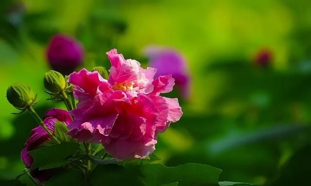 摄影木芙蓉咋拍好看,木芙蓉拍摄调色图5