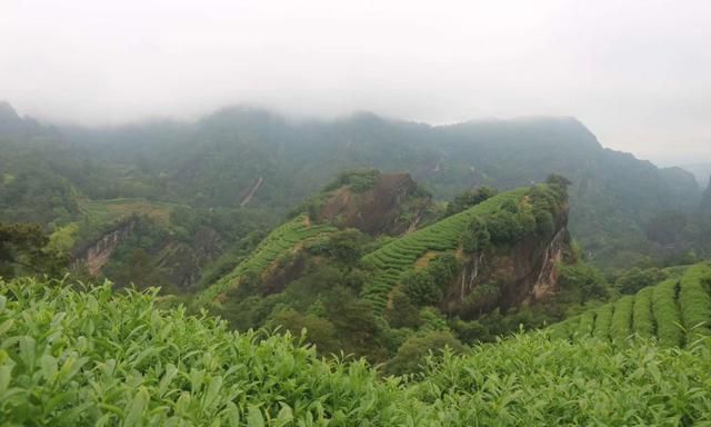 武夷岩茶中说的岩骨花香是什么,武夷岩茶大红袍岩骨花香图2