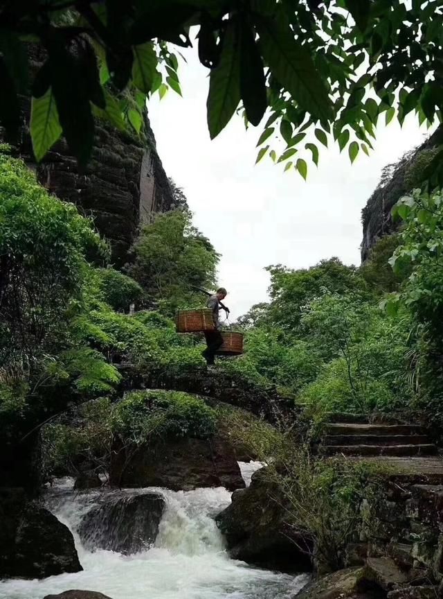 武夷岩茶中说的岩骨花香是什么,武夷岩茶大红袍岩骨花香图3
