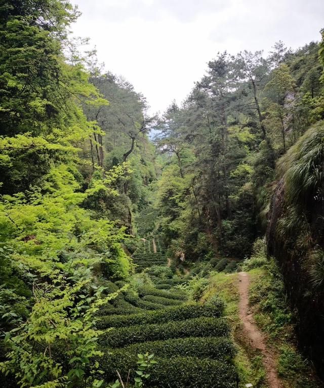 武夷岩茶中说的岩骨花香是什么,武夷岩茶大红袍岩骨花香图7