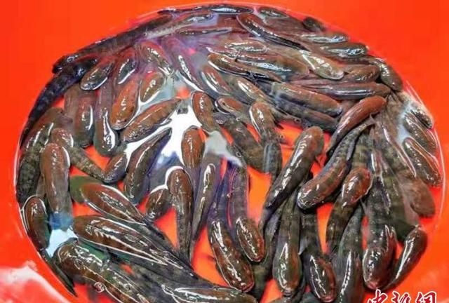 敢吃青蟹的“鳁鱼”：广东侨乡台山餐桌上的“水中人参”