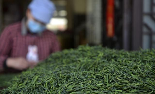 六安瓜片你只知道它的名字很奇特吗？这是一款非常具有个性的茶叶