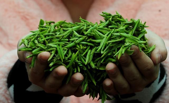 六安瓜片你只知道它的名字很奇特吗？这是一款非常具有个性的茶叶