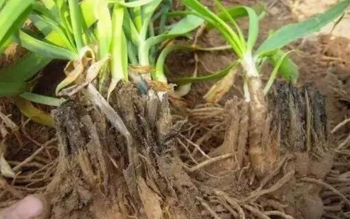 白根有劲、黄根保命、黑根得病、灰根要命，作物高产养根是关键！