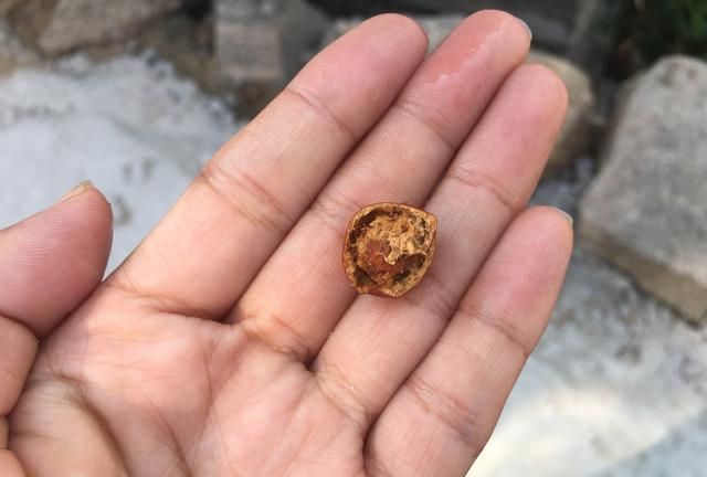 酸枣树的主要用途是什么图4